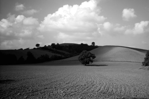 Field survey